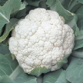 Cauliflower